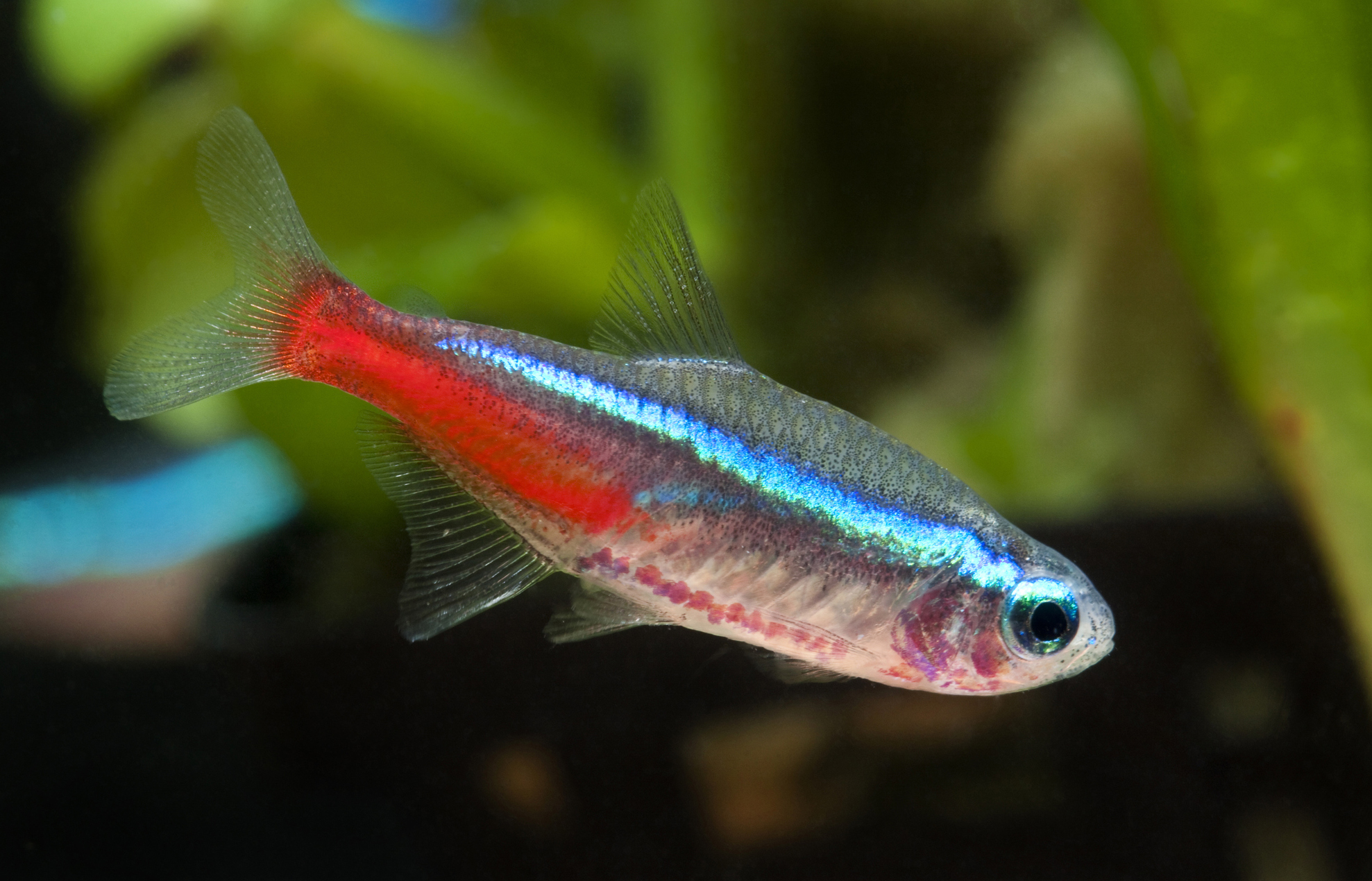 Neon tetra Paracheirodon innesi